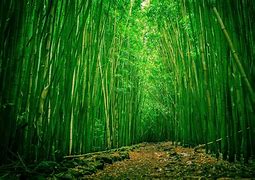 bamboo bamboo 的图像结果