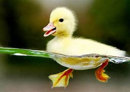 Image result for Baby Duck Face