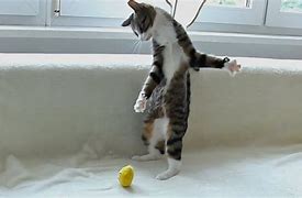 Image result for Funny Cat Balls