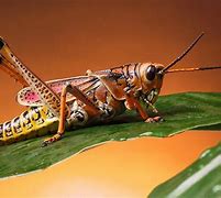 Image result for Cricket Insect