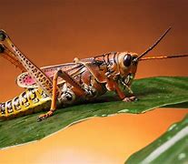 Image result for Cricket Insect