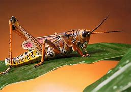 Image result for Image of Cricket Insect