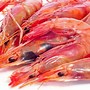 Image result for All Types of Shrimp