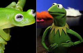 Image result for Kermit the Frog Berry Woods