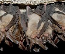 Image result for Bats Facts in Virginia