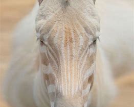 Image result for Albino Animals