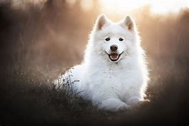 Image result for Samoyed iPhone Wallpaper