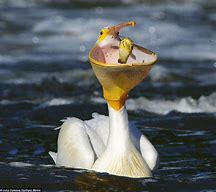 Image result for Pelican Catching Fish
