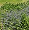 Image result for Symphytum azureum