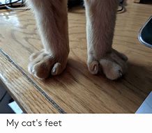 Image result for Cat Feet Meme