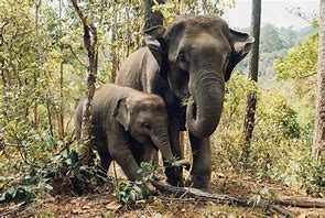 Image result for Asian Elephant