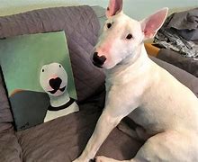 Image result for Walter Dog Wallpaper