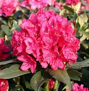 Image result for Rhododendron Nova Zembla