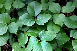 Image result for Poison Ivy Plant