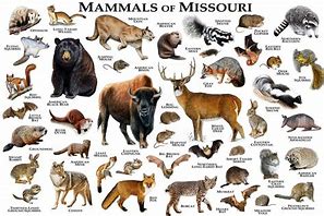 Image result for Missouri Animals