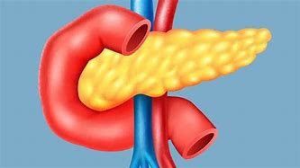 Image result for Pancreas Real