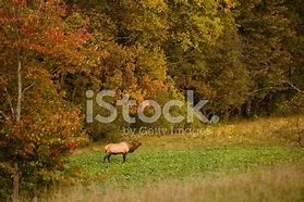 Image result for PA Bull Elk Pictures