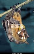 Image result for Mindoro Stripe-Faced Fruit Bat