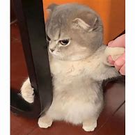 Image result for Funny Cat PFP