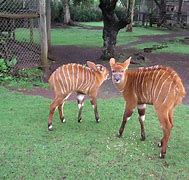 Image result for Mount Kenya Wildlife