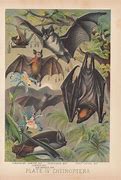 Image result for Vintage Fruit Bat