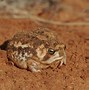 Image result for Pretty Frogs