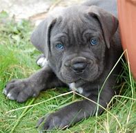 Image result for Cane Corso Blue Eyes
