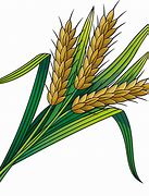 Image result for Wheat Clip Art Free PNG