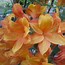 Image result for Rhododendron Golden Eagle