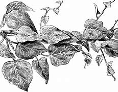 Image result for Hedera Helix