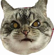 Image result for Angry Cat Face PNG