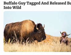 Image result for White Buffalo Meme