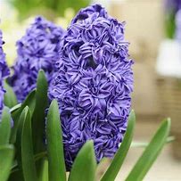 Image result for Hyacinthus Royal Navy