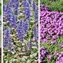 Image result for Plant Good for Ground Cover