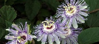 Image result for Native Passion Flower