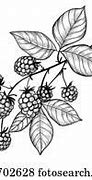 Image result for Pink BlackBerry Fruit