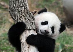 Image result for Small Baby Pandas