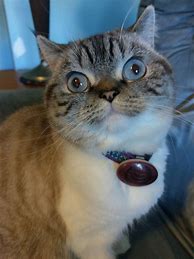 Image result for Derpy Cat Eyes