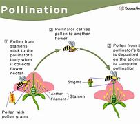 Image result for So That's How Pollination Works Meme