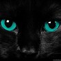 Image result for Cool Scary B Animal Pictures