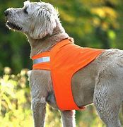 Image result for Dog Safety%2C Household Products