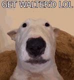 Image result for Walter Dog GIF