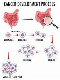 Image result for Cancer Cell Diagram