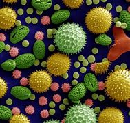 Image result for Allergenic Pollen