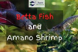 Image result for Amano Shrimp Betta