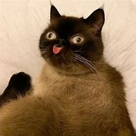 Image result for Smooshy Face Cat