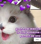 Image result for Wholesome Cat Memes