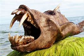 Image result for Scary Fish Hooks