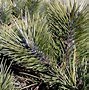 Pinus nigra Hornibrookiana-এর ছবি ফলাফল