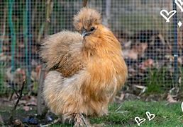 Image result for Partridge Colored Chickens